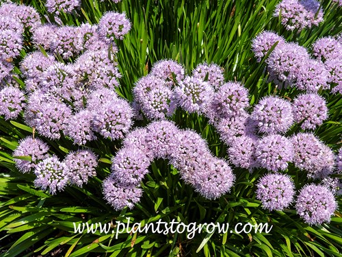 Allium 'Summer Peek-A-Boo'
Lots of flowers sitting on top of the compact plant.